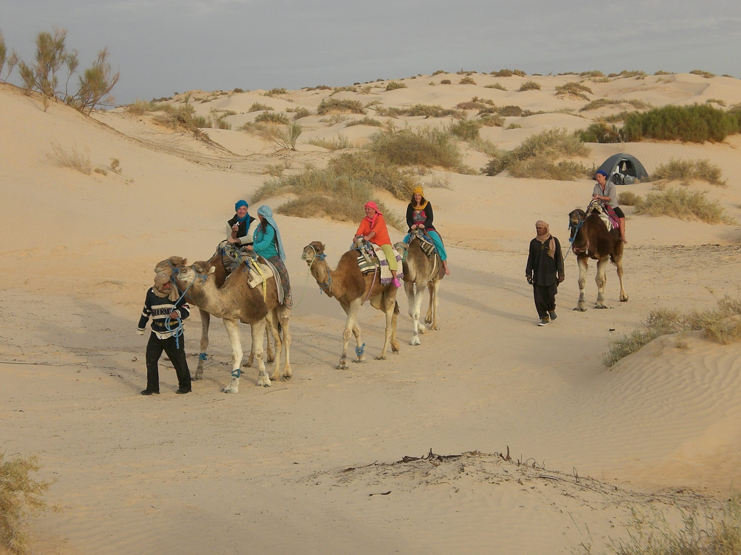 Palmeraie en Tunisie